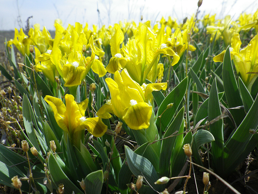  маленькі (Iris pumila)-
